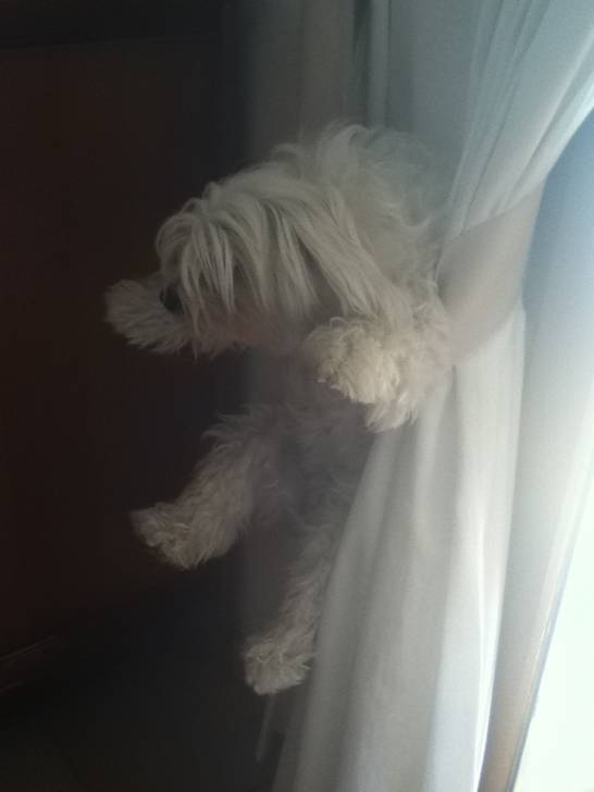 fidji - Bichon Maltais (3 ans)