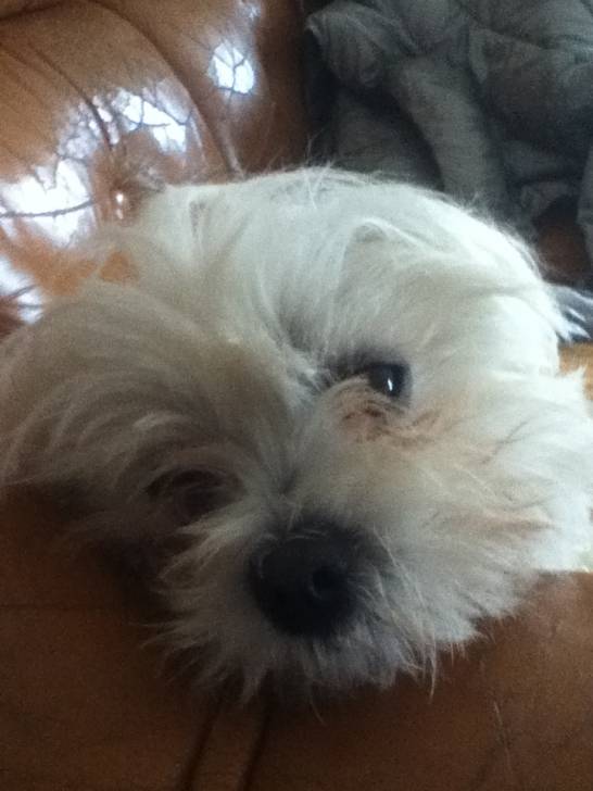 fidji - Bichon Maltais (3 ans)