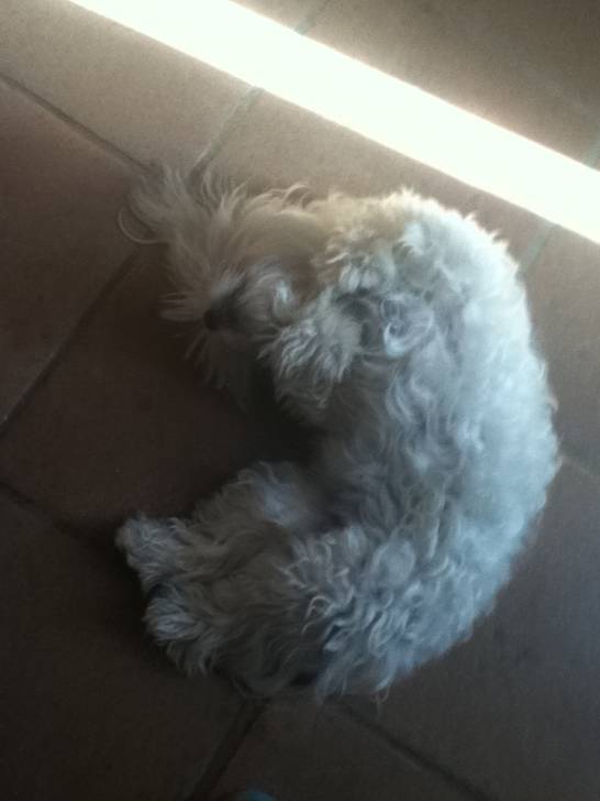 fidji - Bichon Maltais (3 ans)