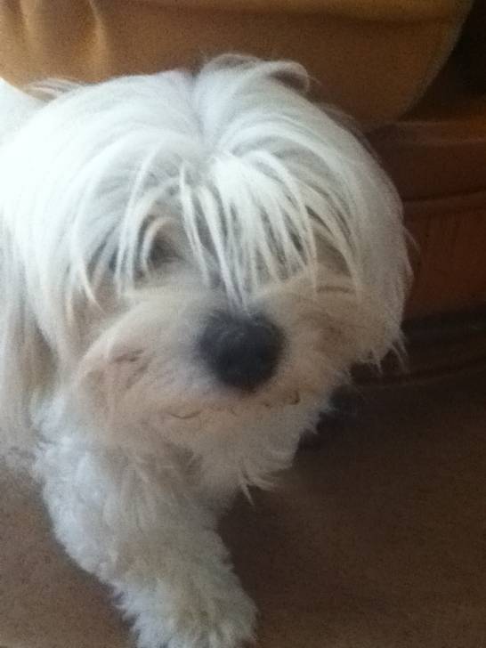 fidji - Bichon Maltais (3 ans)