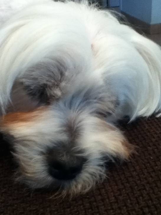 fidji - Bichon Maltais (3 ans)