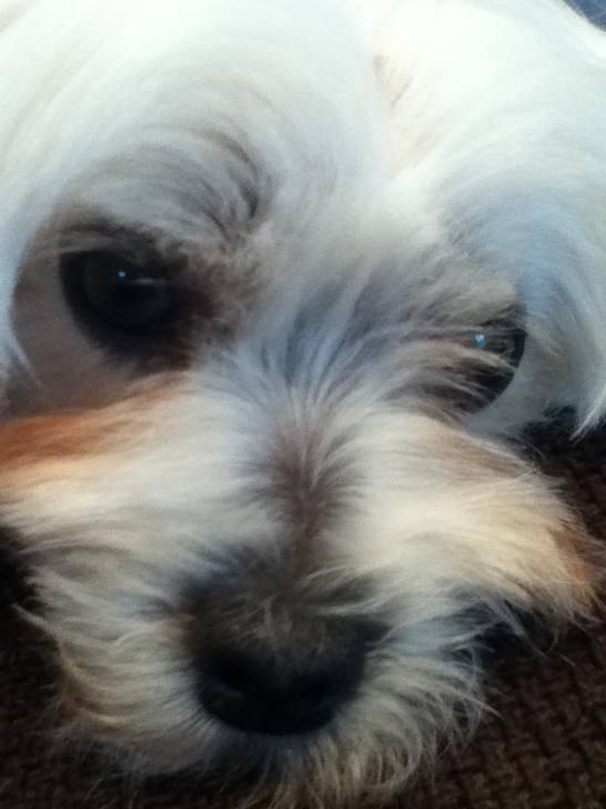 fidji - Bichon Maltais (3 ans)
