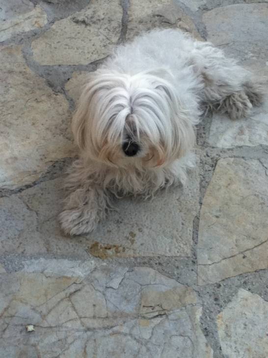 fidji - Bichon Maltais (3 ans)