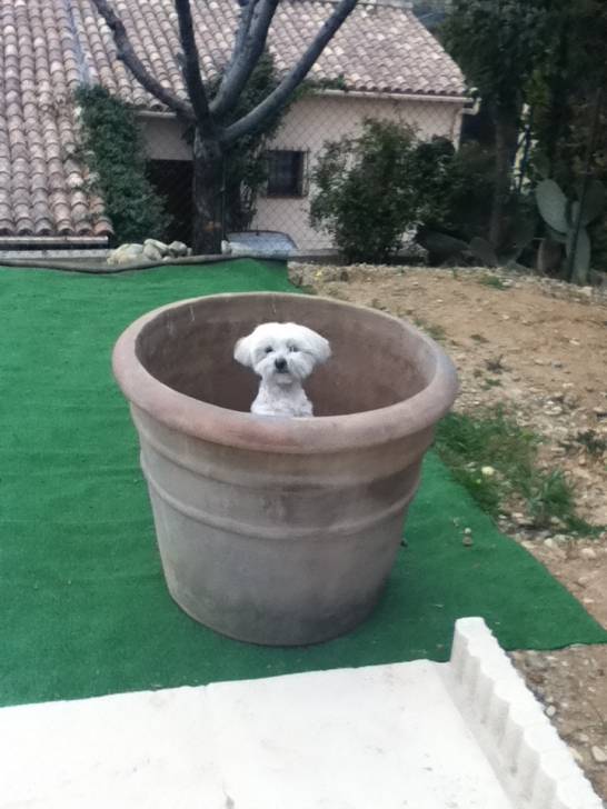 fidji - Bichon Maltais (3 ans)