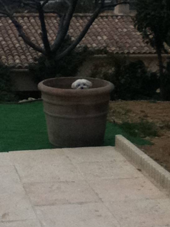 fidji - Bichon Maltais (3 ans)