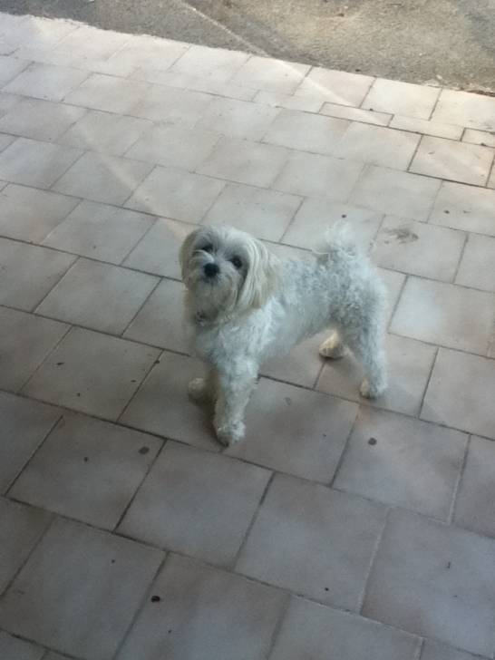 fidji - Bichon Maltais (3 ans)