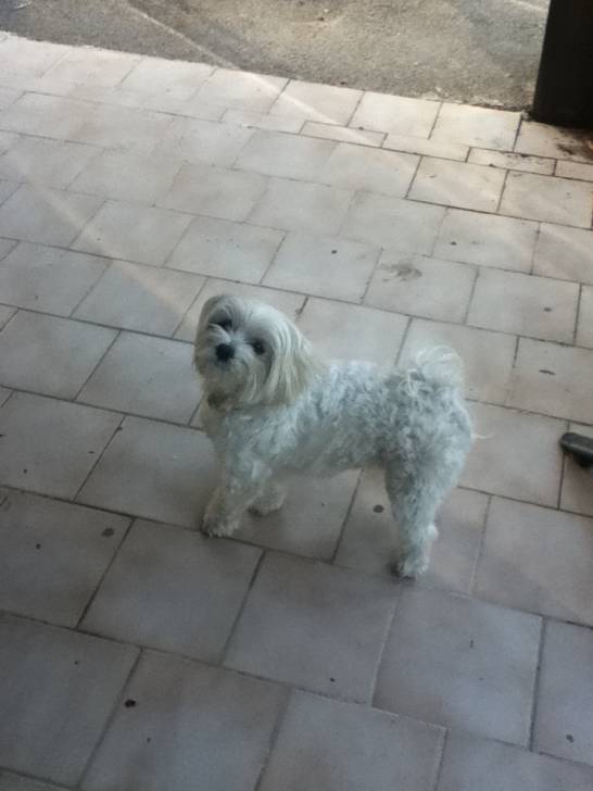 fidji - Bichon Maltais (3 ans)
