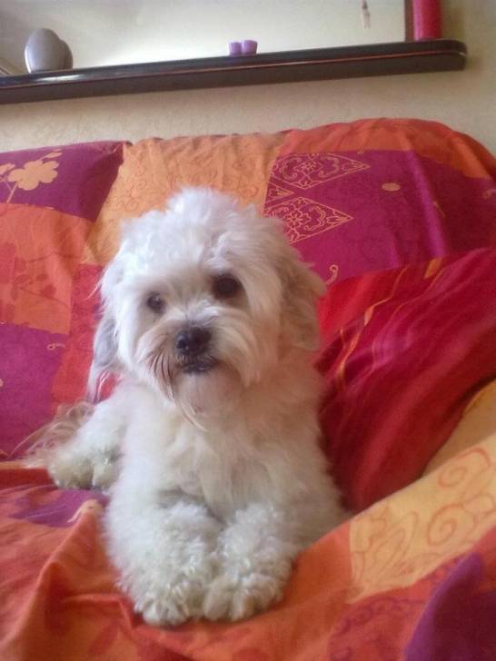 Titan - Bichon Maltais Mâle (7 ans)
