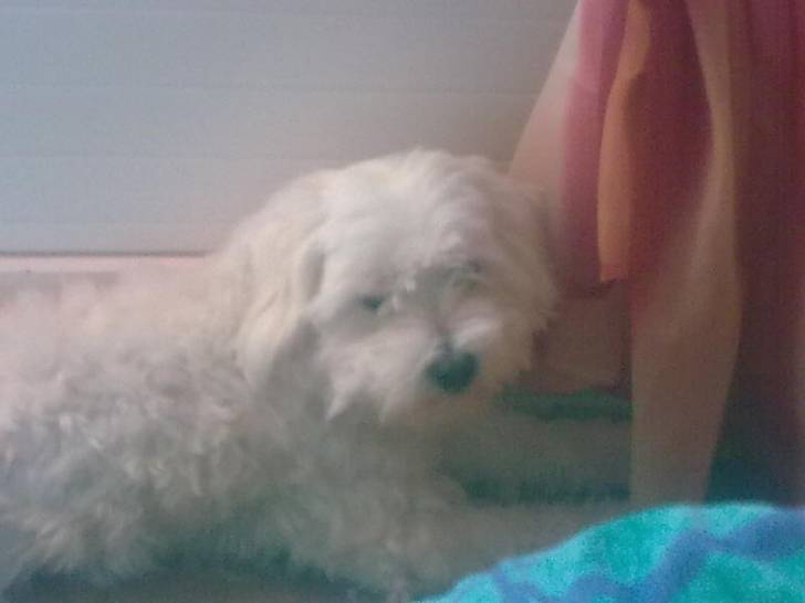Dixi - Bichon Maltais Mâle (3 mois)