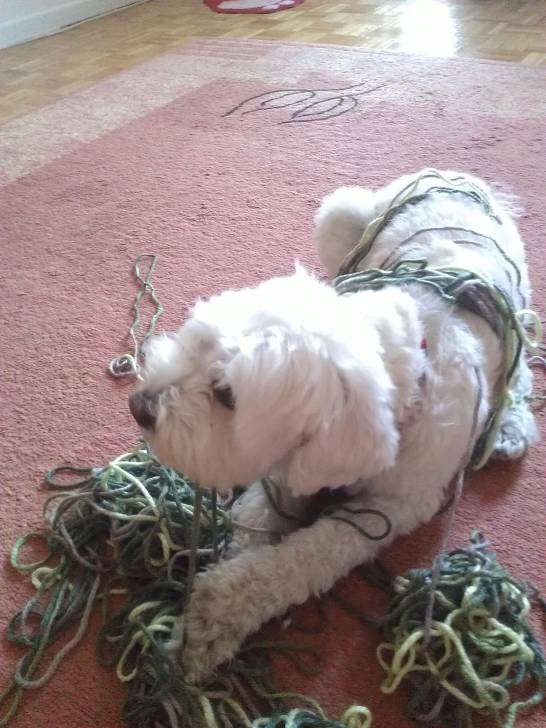 Scooby-Doo - Bichon Maltais Mâle (5 ans)