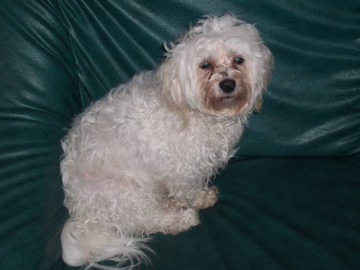 daisy - Bichon Maltais (5 ans)