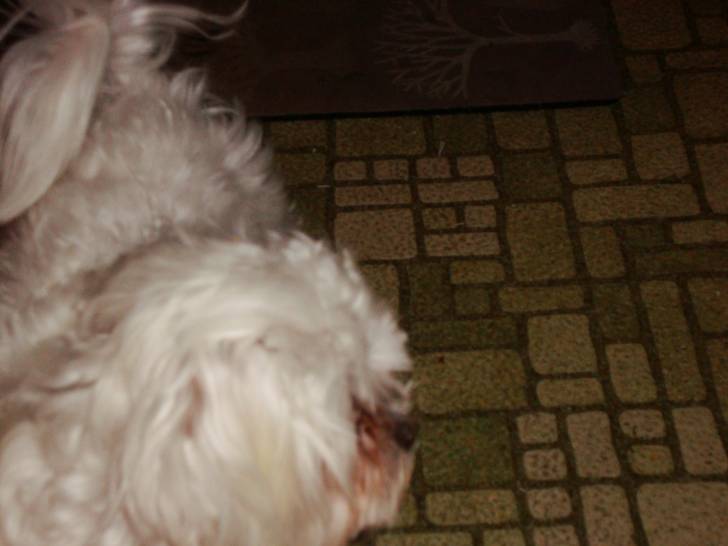 Khloe - Bichon Maltais (6 mois)