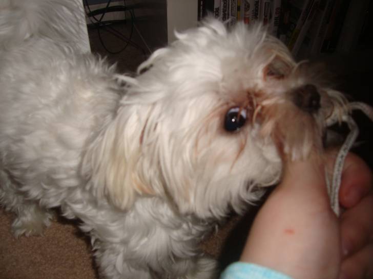 Khloe - Bichon Maltais (6 mois)