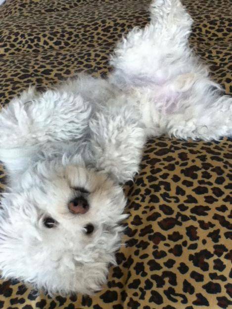 bonni - Bichon Maltais (3 ans)
