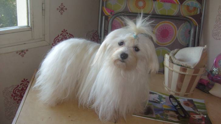 elia - Bichon Maltais (1 an)