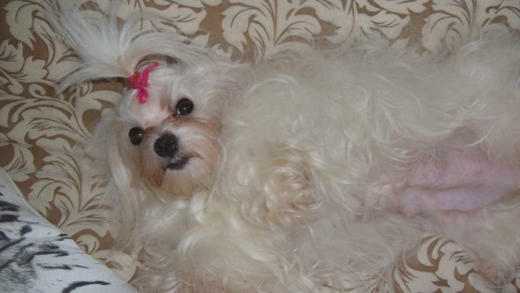 cotine - Bichon Maltais (11 mois)