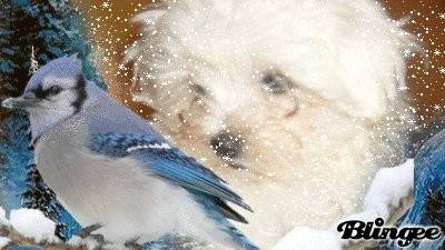 encore holliwood - Bichon Maltais Mâle (1 mois)