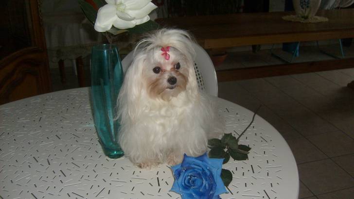 encore cotine - Bichon Maltais (11 mois)