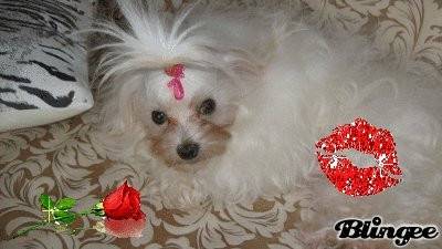 encore cotine - Bichon Maltais (11 mois)