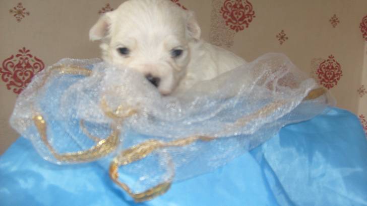 chiot mignon - Bichon Maltais Mâle (3 mois)