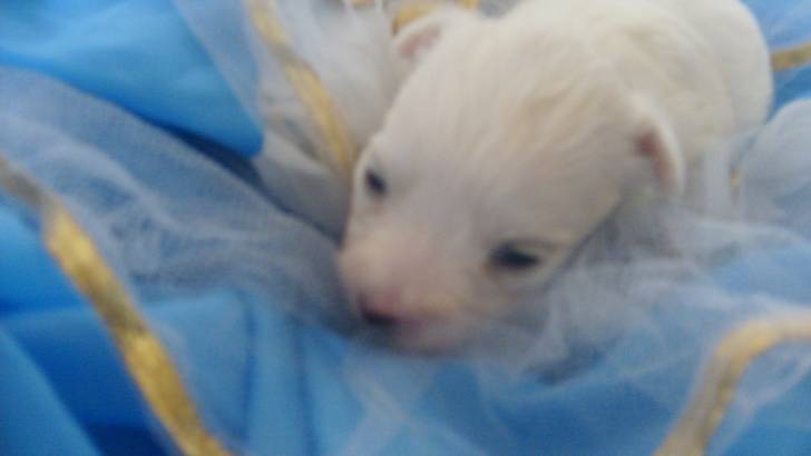 chiot - Bichon Maltais Mâle (3 mois)