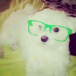 Gucci - Bichon Maltais Mâle (2 ans)
