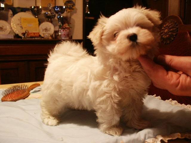 bichons maltais diamond clos de la marquise - Bichon Maltais
