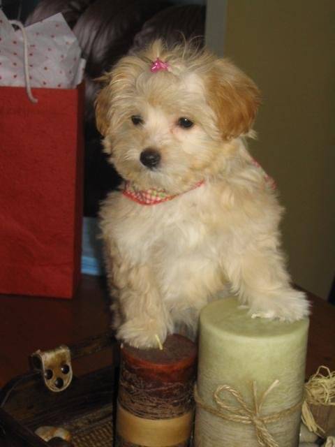 bichon maltais...lilly - Bichon Maltais