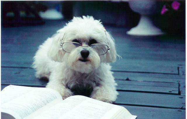 Boum boum Bichon maltais - Bichon Maltais