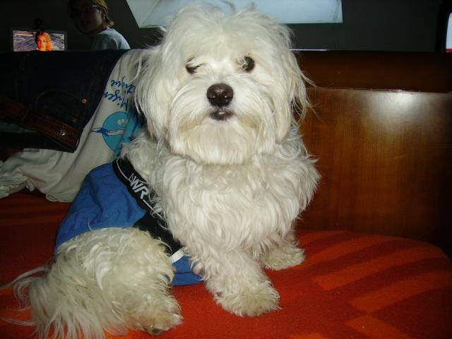 bichon maltais vauban - Bichon Maltais