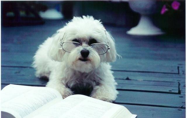 Boum Boum - Bichon maltais - Bichon Maltais