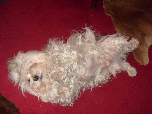 bichon maltais snoopy - Bichon Maltais