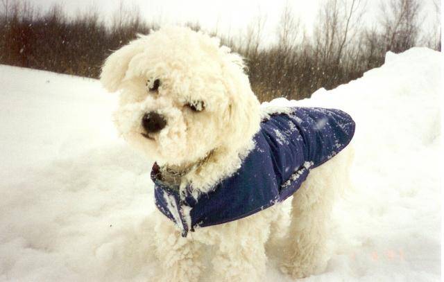 Boum Boum - Bichon maltais - Bichon Maltais