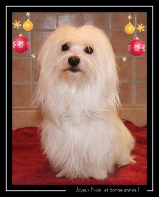 bichons maltais - Bichon Maltais