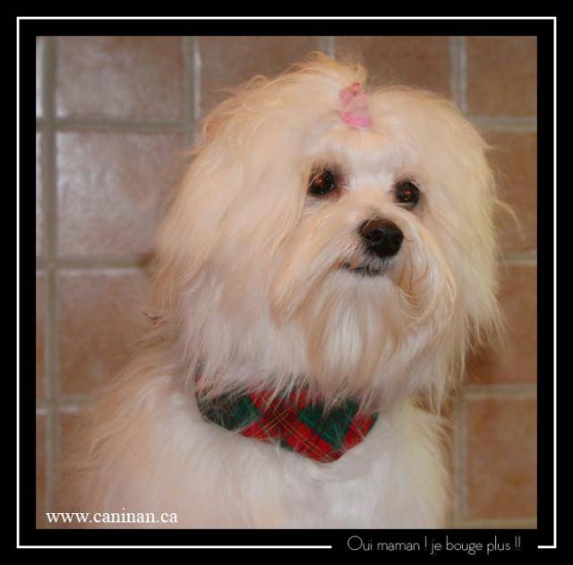 bichon maltais - Bichon Maltais
