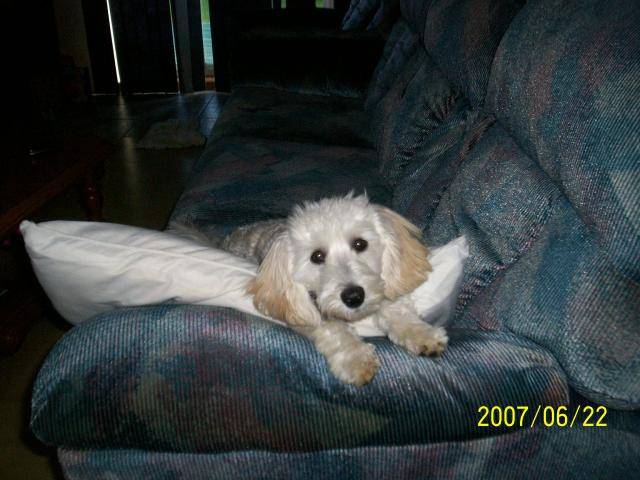 bichon maltais milou - Bichon Maltais