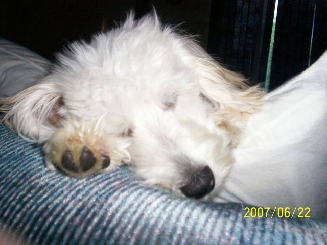 bichon maltais - Bichon Maltais