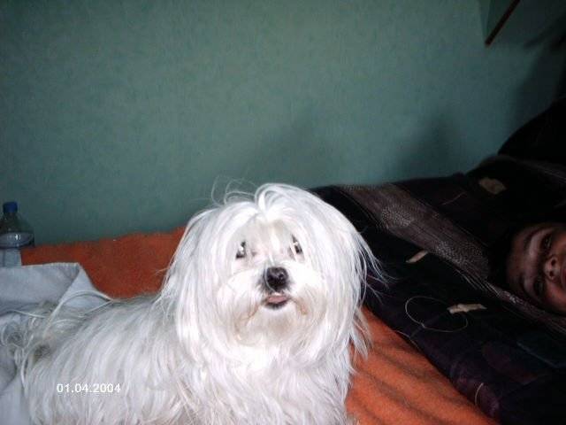 bICHON MALTAIS vICKY - Bichon Maltais