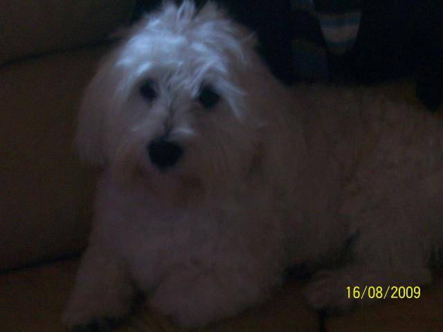 bichon maltais non lof pure race - Bichon Maltais