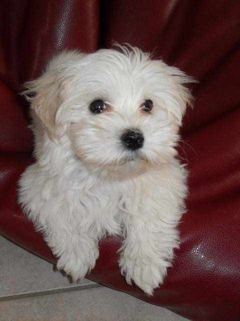 Bichon Maltais - Lily à 3 mois - Bichon Maltais (3 mois)