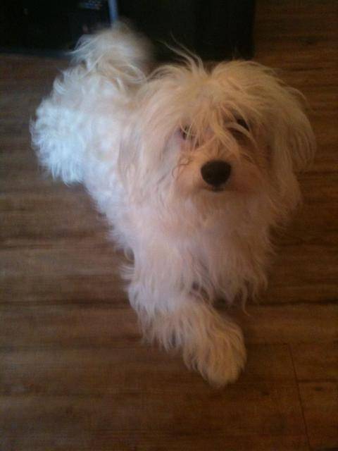 Dacko ( bichon maltais ) - Bichon Maltais