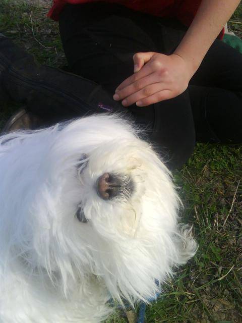 didoune (bichon maltais) - Bichon Maltais