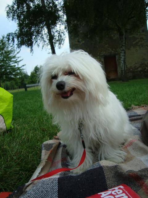 bichon maltais ,Echo - Bichon Maltais
