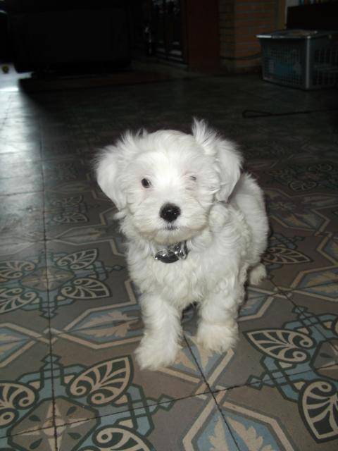 Louky Bichon Maltais mâle - Bichon Maltais