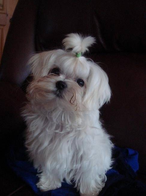 Rock Star - Bichon Maltais