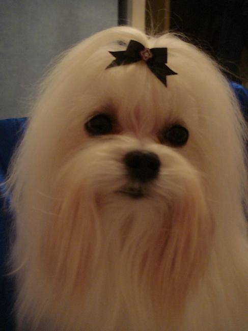 Taquin - Bichon Maltais
