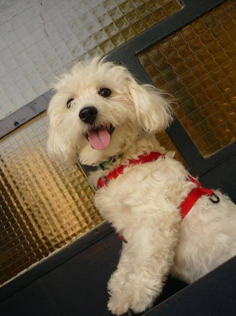 Eros Bichon Maltais de 1 an - Bichon Maltais
