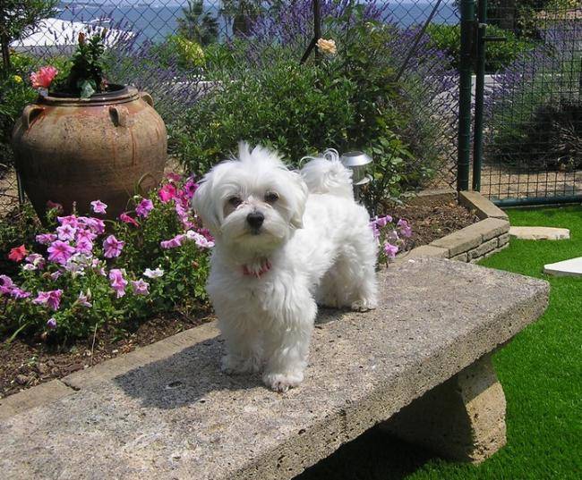 Doudou Bichon Maltais 3 ans 1/2 - Bichon Maltais (3 ans et demi)