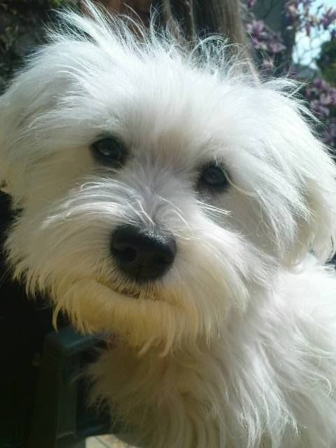 Shanel petite femelle Bichon Maltais portrait - Bichon Maltais