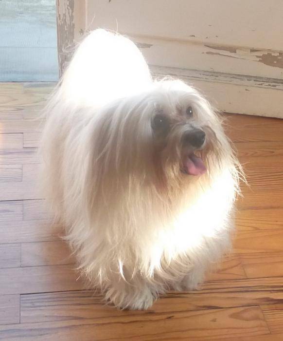 Boy Bichon Maltais 6 ans - Bichon Maltais (6 ans)